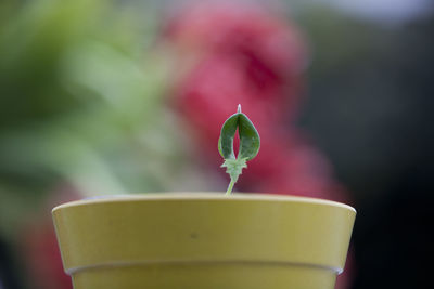 Close-up of green leaf on plant