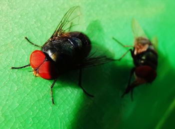 Close-up of housefly on leaf