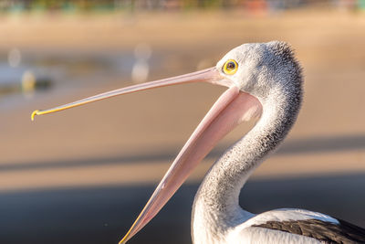 Close-up of pelican on lake