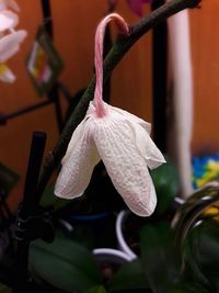 Close-up of raindrops on white flowering plant