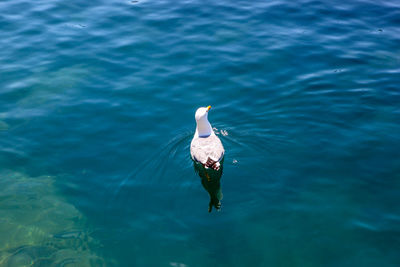 High angle view of bird swimming in lake