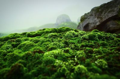 Close-up of moss growing on rock