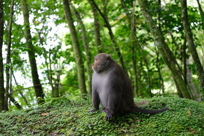 Monkey sitting in a forest