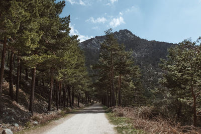 Road amidst trees in forest against sky