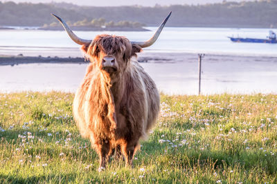 Portrait of cow standing on field against sky