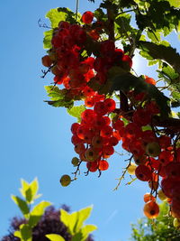 Low angle view of berries on tree against sky