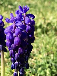 Close-up of purple flowering plant