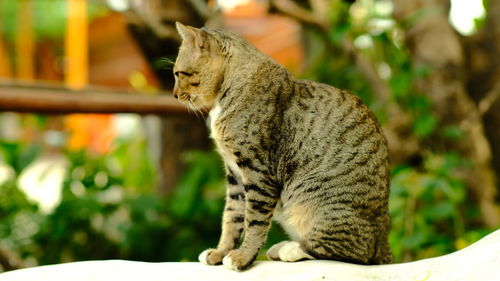 Side view of a cat looking away