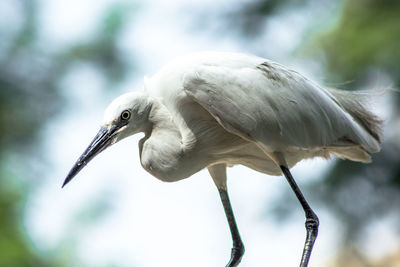 Close-up of a bird