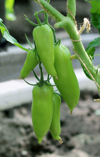 Close-up of green chili pepper plant