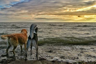 Dog standing on beach against sky during sunset