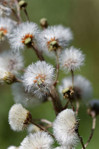 Close-up of white flowering plants