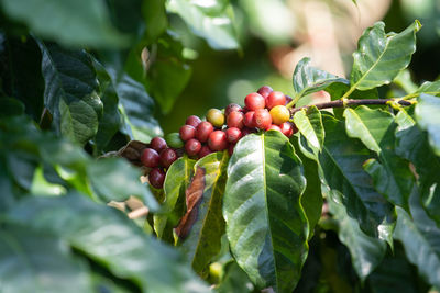 Coffee plant with ripe coffee cherries unpicked