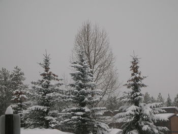 Bare trees against clear sky during winter