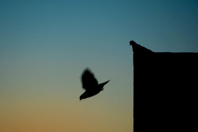 Low angle view of silhouette bird flying against clear sky