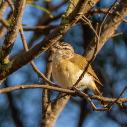 Low angle view of bird perching on tree