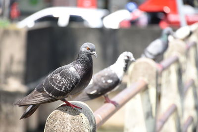 Close-up of pigeons perching