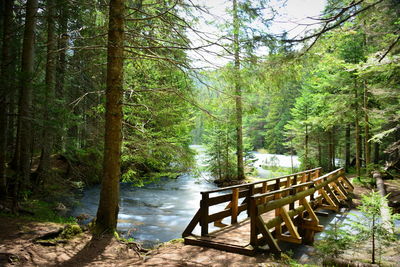 Scenic view of forest