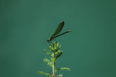 green