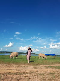 Cows grazing in a field
