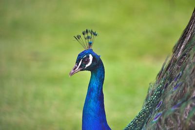 Close-up of a peacock