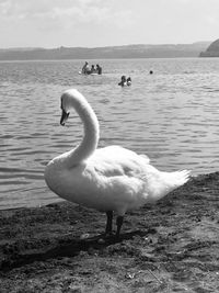 Swans on beach