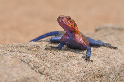 Colourful rainbow lizard, agama from tanzania resting on a wall