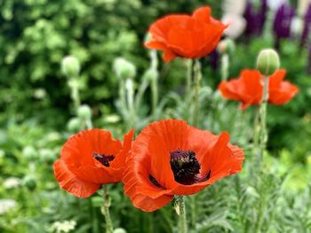 Close-up of orange poppy