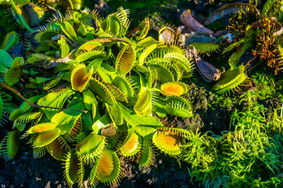 High angle view of plants growing on field