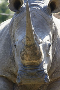 Close-up of elephant