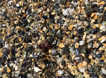 High angle view of bee on pebbles