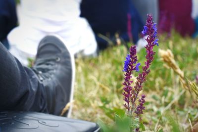 Close-up of purple flowers