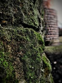 Close-up of moss on tree trunk