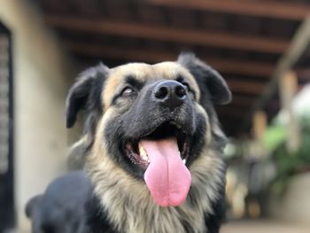 Close-up of dog looking away