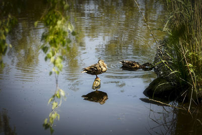 Ducks swimming in lake