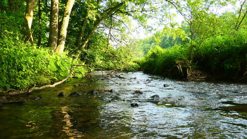 River flowing amidst trees in forest