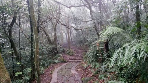 Footpath passing through forest