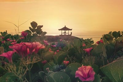Close-up of flowering plants against sky during sunset
