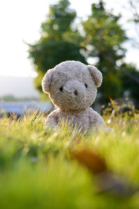 Teddy bear on grassy field