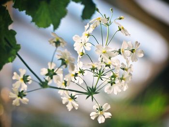 Close-up of white flowering plant