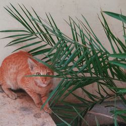 Close-up of cat