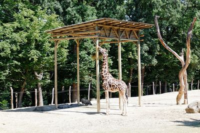 View of an animal in zoo