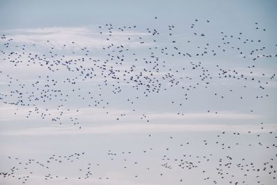 Flock of birds flying in the sky