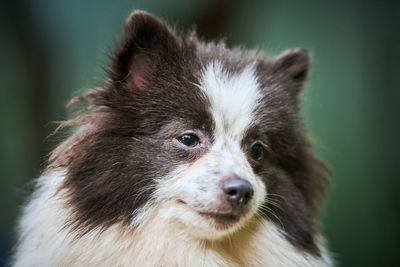 Close-up portrait of a dog