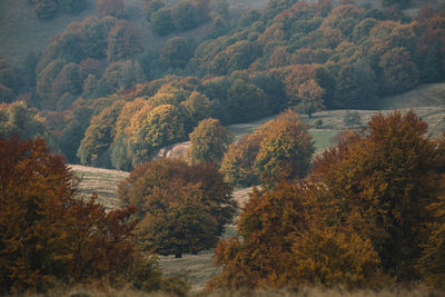 Trees in forest during autumn