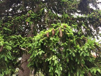 High angle view of plants growing in forest