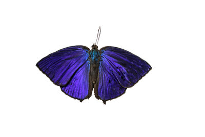 Close-up of butterfly over white background