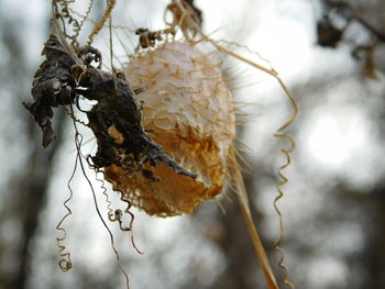 Close-up of plant against blurred background