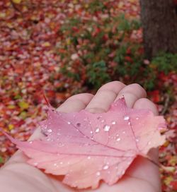 Close-up of hand holding maple leaves