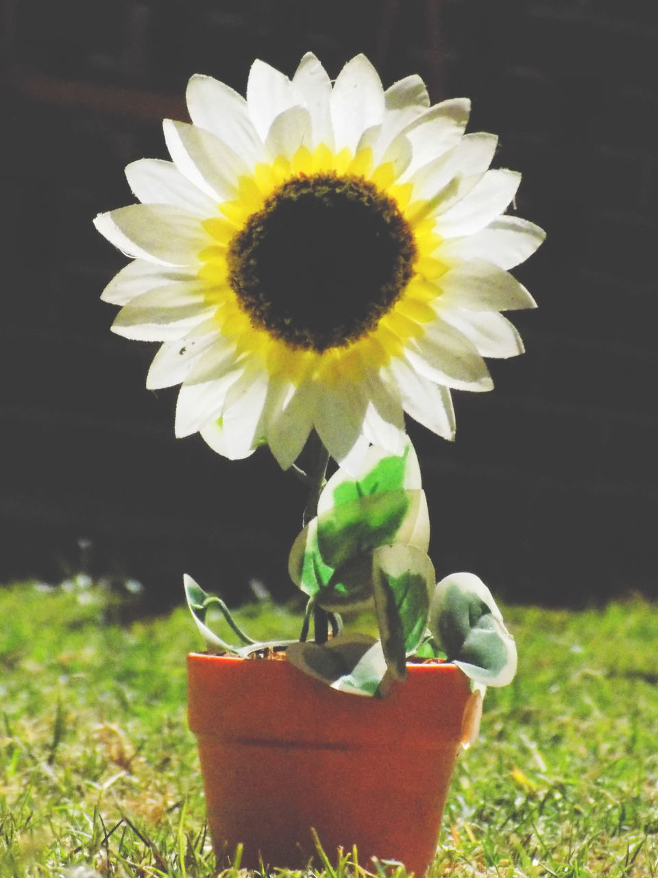 Plant Flowering Plant Flower Growth Vulnerability  Fragility Nature Freshness Yellow Petal Beauty In Nature Flower Head Close-up Inflorescence Potted Plant No People Day Field Focus On Foreground Outdoors Sunflower Pollen Flower Pot